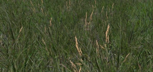 Grass Texture