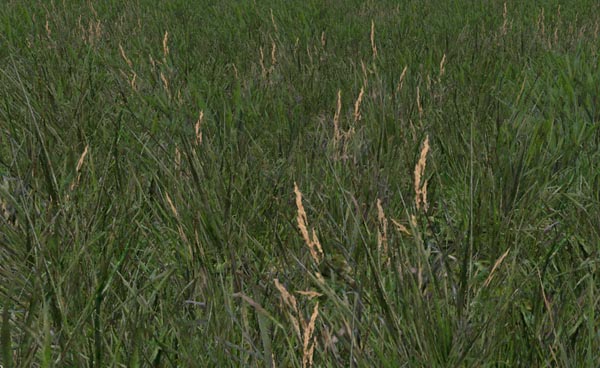 Grass Texture