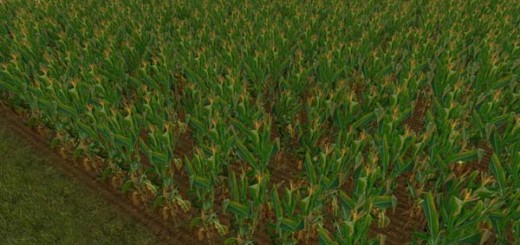 NEW Maize Texture