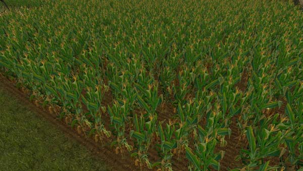 NEW Maize Texture